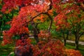 Fall colors in Japan Royalty Free Stock Photo