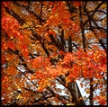 Fall foilage colors- bright colored leaves on  midwestern tree Royalty Free Stock Photo