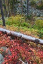 Montana Autumn Forest Landscape