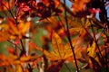 Fall colors on Maple leaves