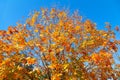 Fall colors of maple tree. Royalty Free Stock Photo