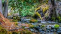 Fall Colors at Mcgillivray Creek near the town of Whitecroft