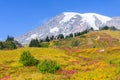 Fall colors on the meadow slops of Mount Rainier National Park Royalty Free Stock Photo