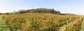 Fall Colors of Mid-Willamette Valley Vineyards in Western Oregon Royalty Free Stock Photo