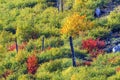 Fall Colors Mountain Sides Forest Stevens Pass Washington