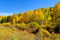 Fall Colors in Colorado on a sunny day Royalty Free Stock Photo