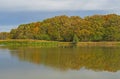 Fall Colors Moving Into a Wetland Forest Royalty Free Stock Photo