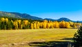 Fall colors at Boston Bar in BC Canada Royalty Free Stock Photo