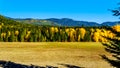 Fall colors at Boston Bar in BC Canada Royalty Free Stock Photo