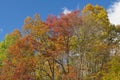 Fall Colors in North Woods Royalty Free Stock Photo