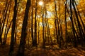 Fall Colors off of a Rustic Road Royalty Free Stock Photo