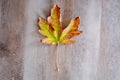 Bigleaf maple leaf rustic background