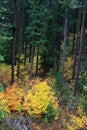 Fall Colors Oregon Wilderness Trees from Above Royalty Free Stock Photo