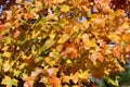 Fall colors of pacific sunset maple trees, Marion County, Western Oregon Royalty Free Stock Photo