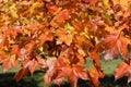 Fall Colors of Pacific Sunset Maple Trees, Marion County, Western Oregon Royalty Free Stock Photo