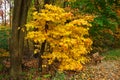 Fall Colors and Park Bench Royalty Free Stock Photo