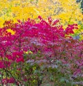 Fall colors in a park in the city Royalty Free Stock Photo