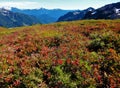 Fall colors on Ptarmigan Ridge trail in the North Cascadess Royalty Free Stock Photo