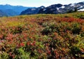 Fall colors on Ptarmigan Ridge trail in the North Cascadess Royalty Free Stock Photo