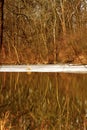 Winter is reflected in a an Illinois pond
