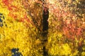 Fall Colors Reflections Abstract Royalty Free Stock Photo