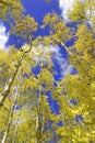 Fall colors in the Rocky Mountains, USA Royalty Free Stock Photo