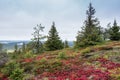 Fall colors - ruska time in Lapland Royalty Free Stock Photo