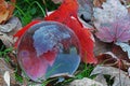 A round clear globe reflects fall colors in the bubble.