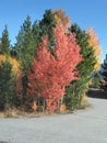 Fall colors in Silverthorne Colorado Royalty Free Stock Photo