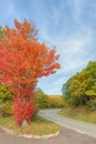 Fall Colors, Skyline Drive, Shenandoah National Park, VA Royalty Free Stock Photo