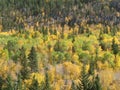 Fall Colors Spearfish Canyon