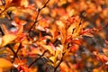 Fall colors Royalty Free Stock Photo