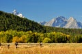 Fall colors surround a mountain in The Grand Tetons. Royalty Free Stock Photo