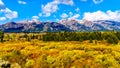 Fall Colors surrounding the Snow covered Peaks of the Grand Tetons In Grand Tetons National Park Royalty Free Stock Photo