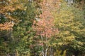 Fall colors of a Sweet Gum Tree in Gilmer Texas Nov 25 2018