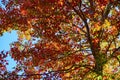 Fall colors in tall tree with red, gold, and green leaves and dark bark Royalty Free Stock Photo