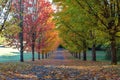 Tree Lined Street in Fall Color Oregon USA Royalty Free Stock Photo