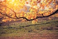 Fall colors tree Royalty Free Stock Photo