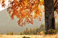 Fall colors tree Royalty Free Stock Photo