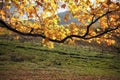Fall colors tree Royalty Free Stock Photo