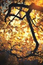 Fall colors tree at sunny day Royalty Free Stock Photo