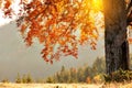 Fall colors tree at sunny morning Royalty Free Stock Photo