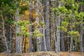 Fall colors on the trees along the Apostle Islands National Lakeshore in Wisconsin on Lake Superior Royalty Free Stock Photo