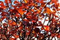 autumn colors Turning Leaves red foliage and trees background Royalty Free Stock Photo