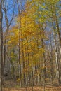 Fall Colors in the Understory of Remote Forest Royalty Free Stock Photo