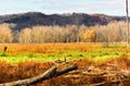 Fall Colors in Upper Mississippi Refuge - New Albin, Iowa