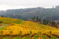 Fall Colors at Vineyard in Dundee Oregon Royalty Free Stock Photo