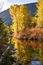 Fall Colors Wenatchee River Washin Royalty Free Stock Photo