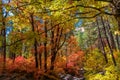 Fall colors in the West Fork of Oak Creek Canyon, Arizona Royalty Free Stock Photo