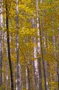 Fall Colors and White Bark in a Dense Forest Royalty Free Stock Photo